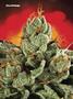 Page: - 78 | High Times