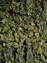 Page: - 14 | High Times