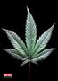 Page: - 166 | High Times