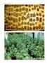 Page: - 76 | High Times