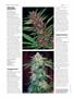 Page: - 78 | High Times