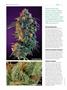 Page: - 92 | High Times