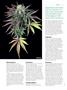 Page: - 96 | High Times