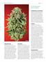 Page: - 98 | High Times