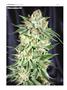 Page: - 124 | High Times