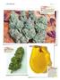 Page: - 146 | High Times