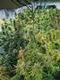 Page: - 16 | High Times