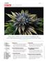 Page: - 6 | High Times