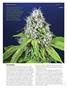 Page: - 60 | High Times