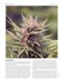 Page: - 62 | High Times