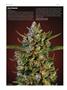 Page: - 72 | High Times