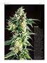 Page: - 74 | High Times