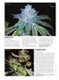 Page: - 76 | High Times