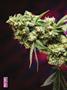 Page: - 80 | High Times