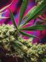 Page: - 81 | High Times