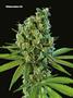 Page: - 82 | High Times