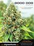 Page: - 85 | High Times