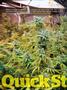 Page: - 88 | High Times