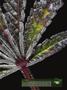 Page: - 17 | High Times