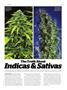Page: - 73 | High Times