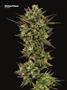 Page: - 79 | High Times