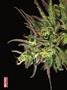 Page: - 80 | High Times