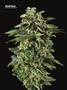 Page: - 82 | High Times