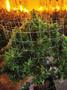 Page: - 14 | High Times