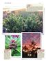 Page: - 146 | High Times