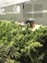 Page: - 73 | High Times