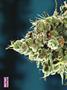 Page: - 80 | High Times