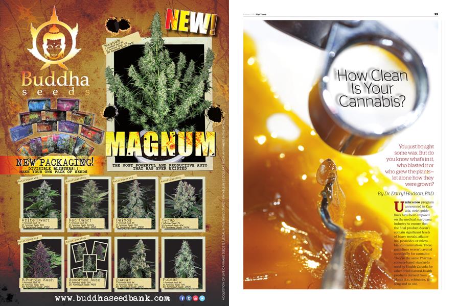 How Clean Is Your Cannabis?