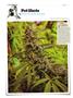 Page: - 144 | High Times