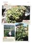 Page: - 146 | High Times