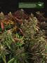 Page: - 19 | High Times