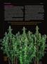 Page: - 64 | High Times
