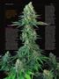 Page: - 66 | High Times