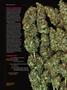 Page: - 68 | High Times
