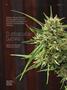 Page: - 72 | High Times