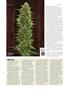 Page: - 78 | High Times