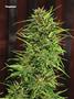Page: - 79 | High Times