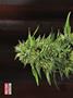 Page: - 80 | High Times