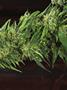 Page: - 81 | High Times