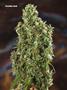 Page: - 82 | High Times