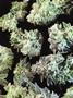 Page: - 16 | High Times