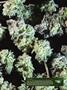 Page: - 17 | High Times