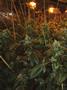 Page: - 14 | High Times