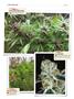 Page: - 146 | High Times