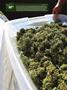 Page: - 18 | High Times