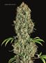 Page: - 82 | High Times
